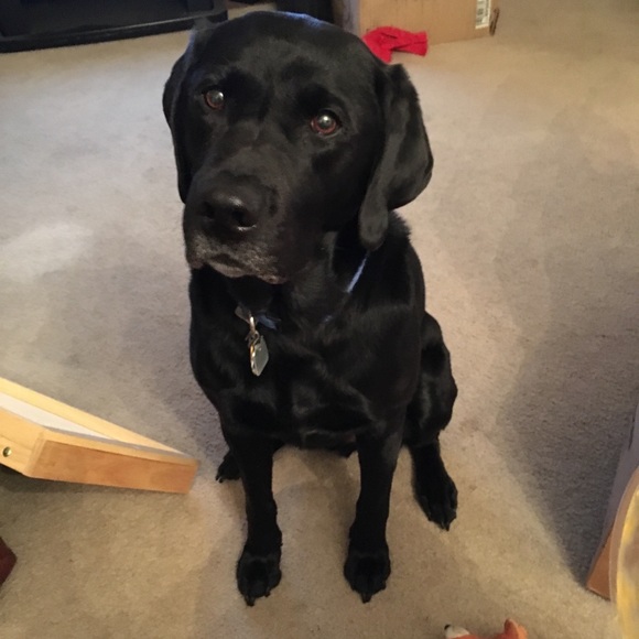 Meet your Posher, Jeff - Picture 1 of 1